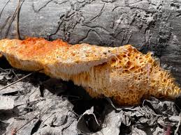 Image result for Pycnoporellus alboluteus