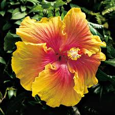These generally grow wild in swampy, sunny areas, from florida to minnesota. Hibiscus The Path Hibiscus Sinensis Zone 10 Hardiness Zone