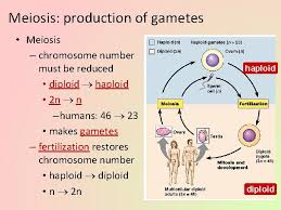 How haploid gametes (sperm and egg cells) combine to form a diploid zygote with two sets of chromosomes. Meiosis Sexual Reproduction Ch 13 Cell Division Asexual