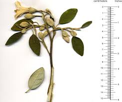 Image result for Lagunaria patersonia