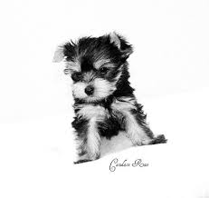 Black And White Yorkie Poo Puppies For Sale Black And White Yorkie Yorkie Poo Puppies Yorkie Puppy Cute Animals