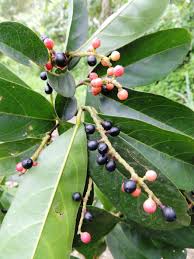 Image result for Antidesma