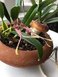 Image result for Bulbophyllum sp. nov