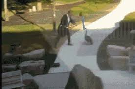 Watch those hands when standing close! 19 Of The Most Traumatizing Stories About Being Attacked By Canada Geese