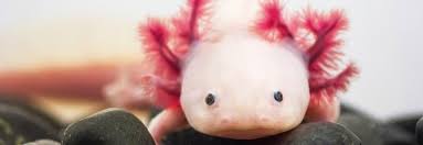Bildergebnis für axolotl