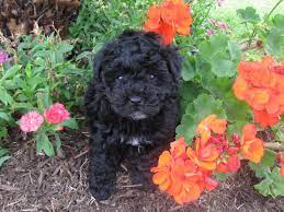 Search for maltipoo puppies austin tx. Maltipoo In Austin Texas Posts Facebook