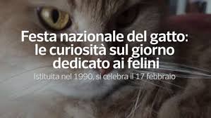 The day is observed to spread awareness about cats and ways to protect. National Cat Day Curiosities About The Day Dedicated To Felines Italy The Limited Times
