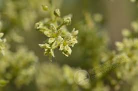 Image result for Embelia multiflora
