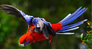 Australian Birds In Flight Images Crimson Rosella In Flight