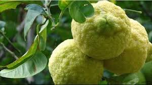  Gambar Buah Jeruk Sitrun Lemon Buah Buah Jeruk Nutrisi