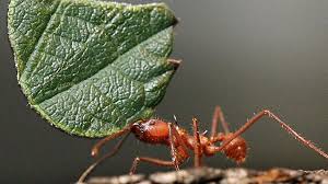 Maybe you would like to learn more about one of these? Ameisen Fleissige Arbeiterinnen Und Eiskalte Morder Br Wissen