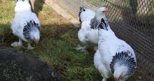 Die Sundheimer Huhner Sind Fur Ihre Gute Legeleistung Bekannt Die Diese Huhnerrasse Auch In Den Kalten