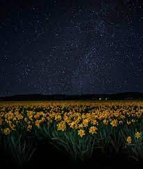 Daffodils Amazing Flower Fields To See Before You Die Mom Me Flower Field Daffodils Amazing Flowers