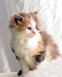 A Multi Colored Long Hair Calico Kitten Nancy Greifenhagen Calico Kitten Beautiful Cats Curious Cat