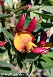 Image result for Cajanus cajan