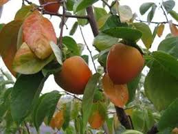 Image result for Diospyros kabuyeana