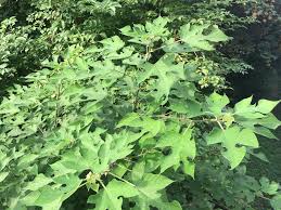 Image result for Broussonetia