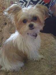 You can find mi ki puppies priced from $1250 usd to $3500 usd with one of our credible breeders. 8 Best Miki Dog Ideas Miki Dog Puppies Cute Dogs