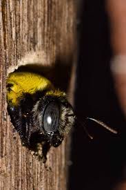How To Stop Carpenter Bees From Destroying Your Wood Structures Carpenter Bee Bee Burrowing Bees