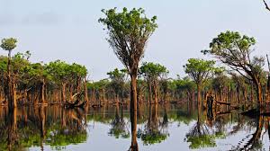 Com o amazon prime você aproveita frete grátis ilimitado em milhões de produtos elegíveis e são dois dias de ofertas espetaculares com frete grátis para todo o brasil. The Green Lung Amazon Rainforest In Brazil Aventura Do Brasil