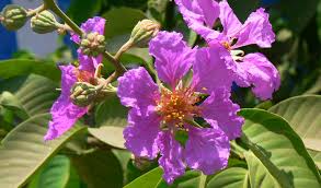 Maybe you would like to learn more about one of these? Flinnt Holi Beautiful Flowering Trees Of India