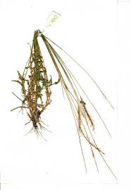 Image result for Perotis patens