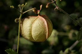 Image result for Cardiospermum corindum