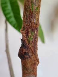 نتیجه جستجوی لغت [graft] در گوگل