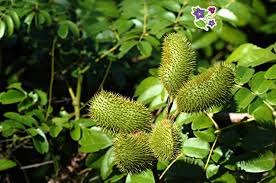 Image result for Guilandina bonduc