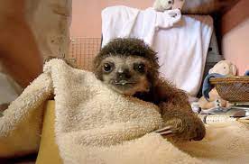 Because the adorable just doesn't stop when you're a baby sloth. Blogography Cute