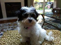 Coco Cabana Havanese Online Havanese Breeders Havanese Havanese Puppies For Sale