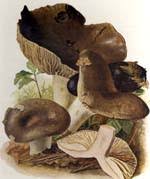 Image result for Russula compacta