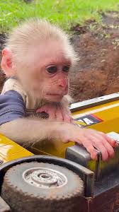 Tom et Jerry en Français