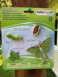 Maybe you would like to learn more about one of these? Luna Moth Home Garden Information Center