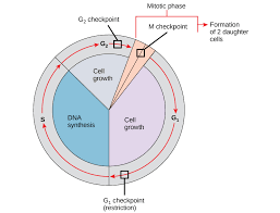 control of the cell cycle biology i