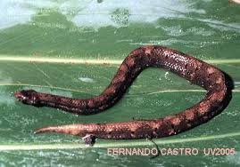 Image result for Trachyandra burkei