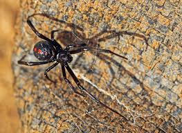 northern black widow is rare in wisconsin but sightings