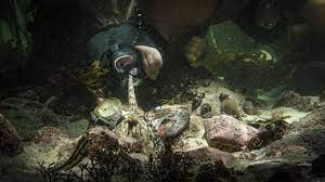 My octopus teacher (original title). Netflix Doku My Octopus Teacher Kultur Sz De