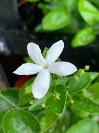 Image result for Jasminum bakeri