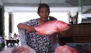 Ikan kakap merah merupakan salah satu jenis ikan laut yang bernilai ekonomis tinggi dan potensial untuk dibudidayakan. Susi Pudjiastuti Dikomplain Ibu Ibu Karena Bikin Ikan Layur Mahal Seleb Tempo Co