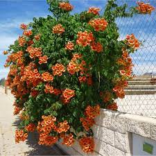 Keep them moist and in the shade until the is it ok to pick the pod while green or does it need to mature on the plant? Trumpet Vine Or Trumpet Creeper Seeds Trumpet Vine Flowering Vines Campsis