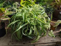 Spider plant 'bonnie' , ribbon plant 'bonnie' , curly spider plant. Curly Spider Plant Chlorophytum Comosum Bonnie In The Chlorophytums Database Garden Org