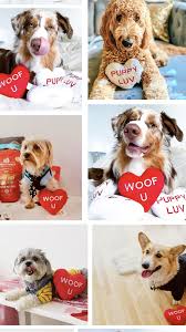 Pawp Clinic Talk To A Vet 24 7 Get 3 000 In An Emergency In 2020 Love Your Pet Pet Parent Unique Animals