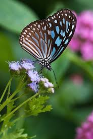 A succession of blooming annuals, perennials and. Butterfly Plants List Butterfly Flowers And Host Plant Ideas