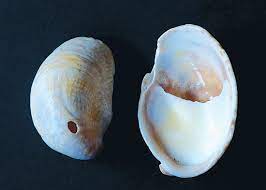 Sometimes the common atlantic slipper shell is found washed ashore attached to another shell, perhaps an olive shell, or even another crepidula fornicata. 2010 Science On Nantucket Yesterday S Island Today S Nantucket Newspaper