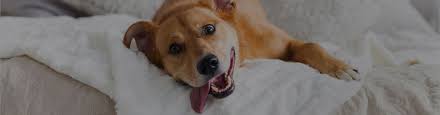 Free shipping over $49 · easy returns & exchanges · since 1992 Kennel Cough Causes Symptoms Treatment Trudell Animal Health