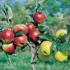 However, after a few years of having my own planted and observing my friend's with hundreds in a nursery for sale, i've noticed a few things about the ones i've been around: Granny Smith Jonathan Golden Delicious Triple Graft Apple