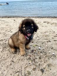 Find leonberger dogs and puppies from california breeders. Leonberger The Gentle Giants