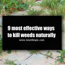 Does cornmeal keep weeds out of garden? 9 Most Effective Ways To Kill Weeds Naturally