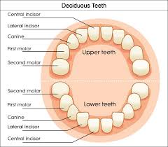 Dental Charts To Help You Understand The Tooth Numbering System